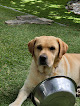 Negocio Clínica Veterinaria Becerril