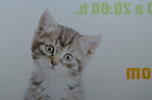 Cdad. Lineal 8 Negocio Clínica Veterinaria Bulevar