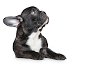 Torrejón De Ardoz 7 Negocio Clínica Veterinaria Cachorros