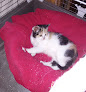 Negocio Clínica Veterinaria Camarma