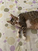 Torrejón De Ardoz 14 Negocio Clinica Veterinaria Centro