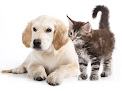 Negocio Clinica Veterinaria Chisperos