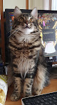 Negocio Clínica Veterinaria Collado Villalba