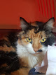 Negocio Clínica Veterinaria Don Félix