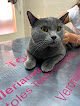 Negocio Clínica Veterinaria El Álamo