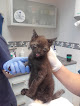 Negocio Clínica Veterinaria El Ensanche De Vallecas, S.l.