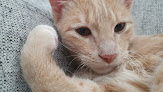 Negocio Clínica Veterinaria Espartales