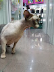 Negocio Clínica Veterinaria Galileo