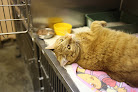 Negocio Clínica Veterinaria Getapets