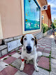 Moralzarzal 7 Negocio Clínica Veterinaria Huellas De La Sierra