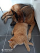 Negocio Clinica Veterinaria La Cornisa