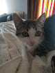 Torrejón De Ardoz 13 Negocio Clínica Veterinaria La Solana