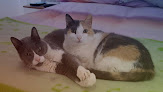 San Blas-Canillejas 22 Negocio Clínica Veterinaria Las Rosas
