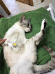 Negocio Clínica Veterinaria Las Rozas Gaia