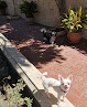 Negocio Clinica Veterinaria Las Rozas