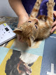 Negocio Clínica Veterinaria Los Molinos