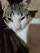 Negocio Clínica Veterinaria Lovets