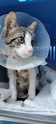 Móstoles 4 Negocio Clínica Veterinaria Mascotas