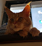 Negocio Clínica Veterinaria Méjico 17