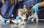 Negocio Clinica Veterinaria Molino De La Hoz - Veterinario Las Rozas