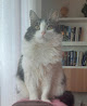 Negocio Clínica Veterinaria Mukay Carabanchel