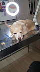 Salamanca 9 Negocio Clínica Veterinaria Ortega Y Gasset