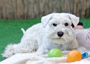 Torrejón De Ardoz 17 Negocio Clínica Veterinaria Oslo