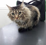 Móstoles 12 Negocio Clínica Veterinaria Petconnection