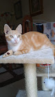 Negocio Clínica Veterinaria Rafael Uría
