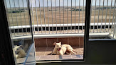 Negocio Clínica Veterinaria Reino Animal