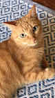 Salamanca 10 Negocio Clínica Veterinaria Robión