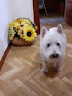 Negocio Clínica Veterinaria Salvatierra