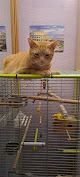 Negocio Clínica Veterinaria San Bernardo
