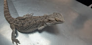 Torrejón De Ardoz 9 Negocio Clínica Veterinaria Saz