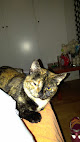Negocio Clínica Veterinaria Serbal