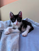 Negocio Clínica Veterinaria Supervet