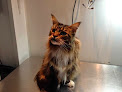 Negocio Clínica Veterinaria Surbatán. Expertos En Oncología