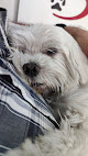 Tetuán 4 Negocio Clínica Veterinaria Tetuán