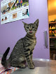 Negocio Clínica Veterinaria Tielmes