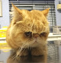 Móstoles 9 Negocio Clinica Veterinaria Tropican