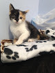 Negocio Clinica Veterinaria Valdebebas - Vera Valdebebas