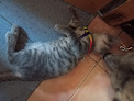 Negocio Clínica Veterinaria Valdebernardo