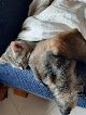 Negocio Clinica Veterinaria Valdevet