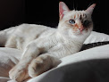 Negocio Clínica Veterinaria Velilla De San Antonio
