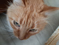 Negocio Clínica Veterinaria Villalbilla
