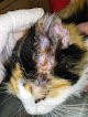 Negocio Dermatovet - Sandra García Dermatología Veterinaria