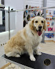 Negocio Golden Dog Spa