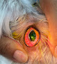 Negocio Hgvet - Centro Veterinario Draco