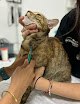 Negocio Hospital Su Veterinario Parla-sur