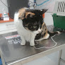 Negocio Hospital Veterinario Alcor